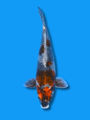 Kagetsu | Koi&Co.